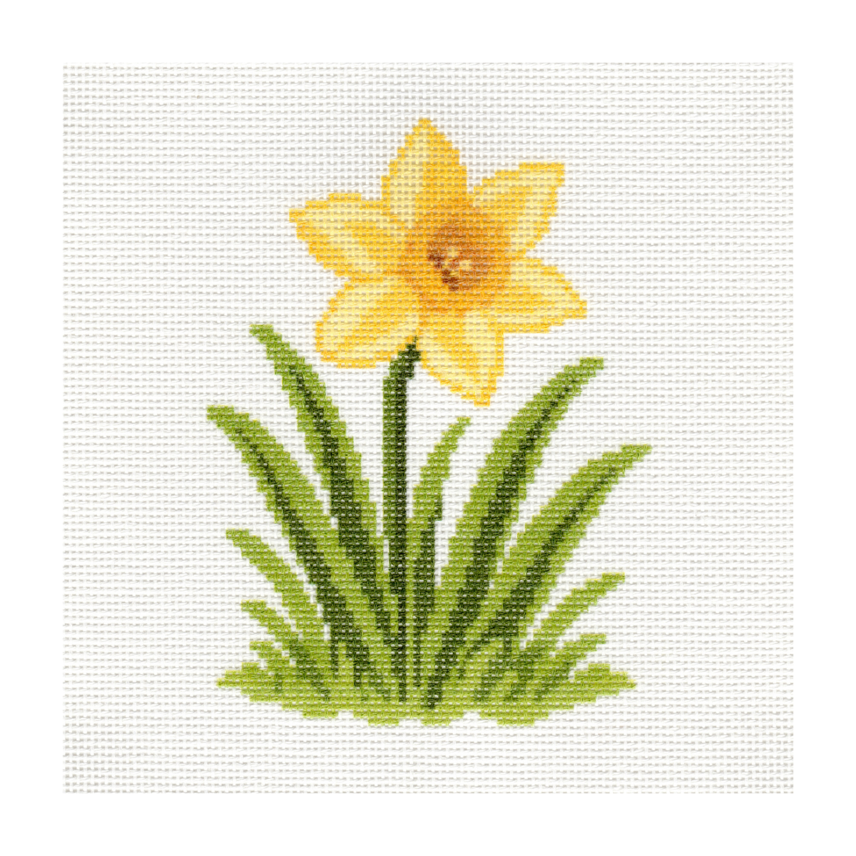 Daffodil — 8" x 8"