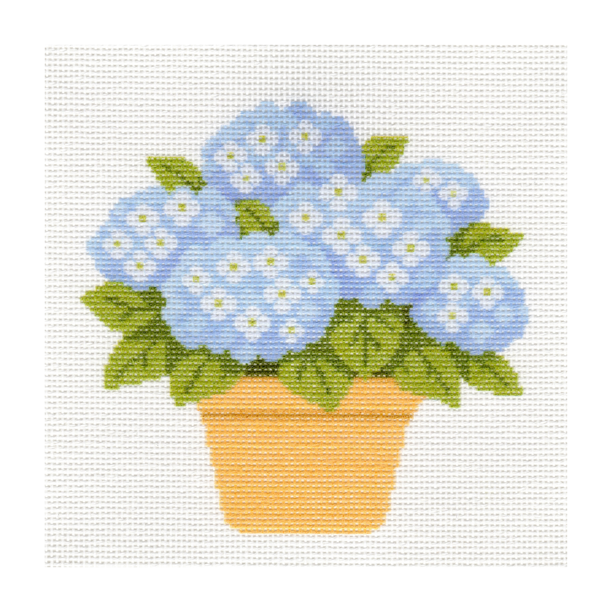 Blue Hydrangeas in Pot — 8" x 8"