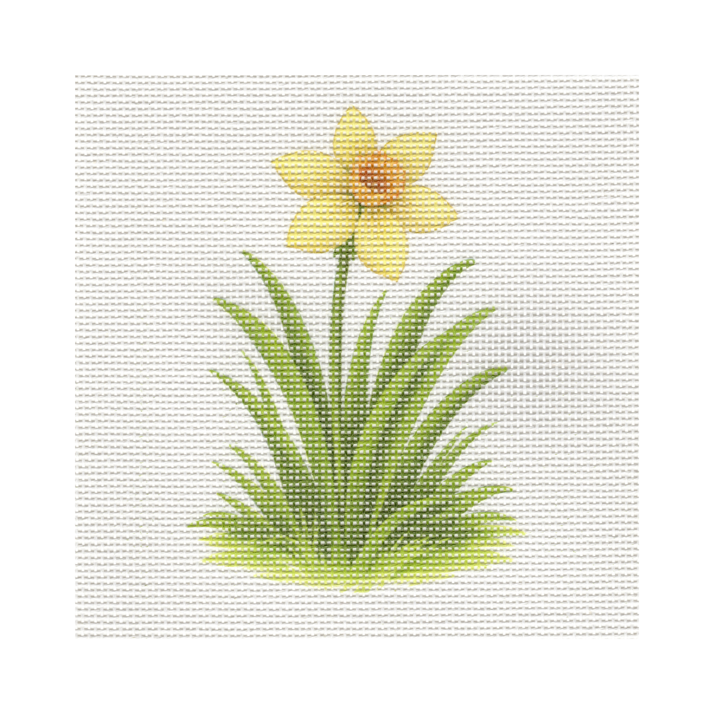 Flowering Daffodil — 8" x 8" Canvas