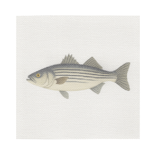 Striped Bass — 8" x 8" Canvas